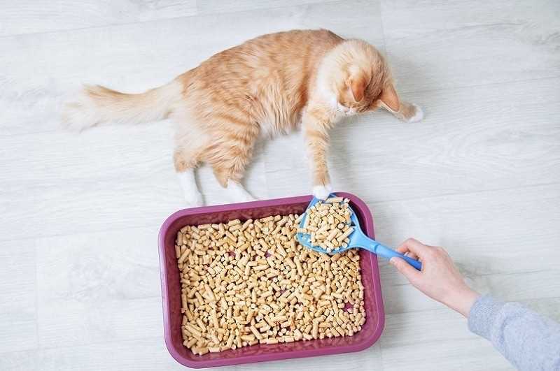 Investigating Different Kinds of Cat Litter