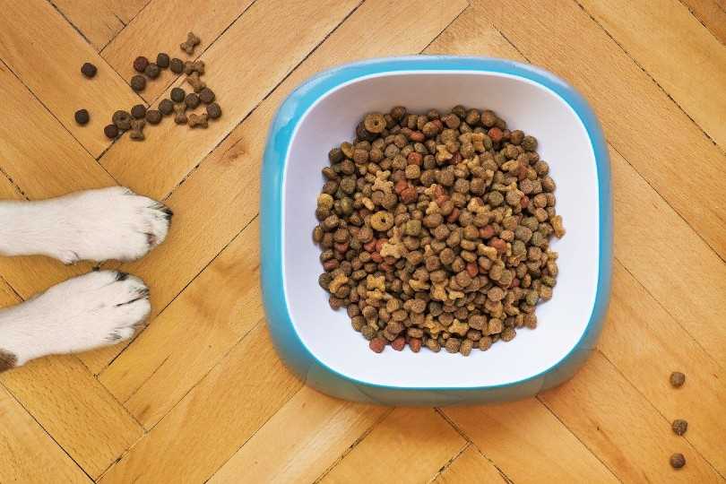 Exploring the Different Types of Dog Food: See All the Varieties