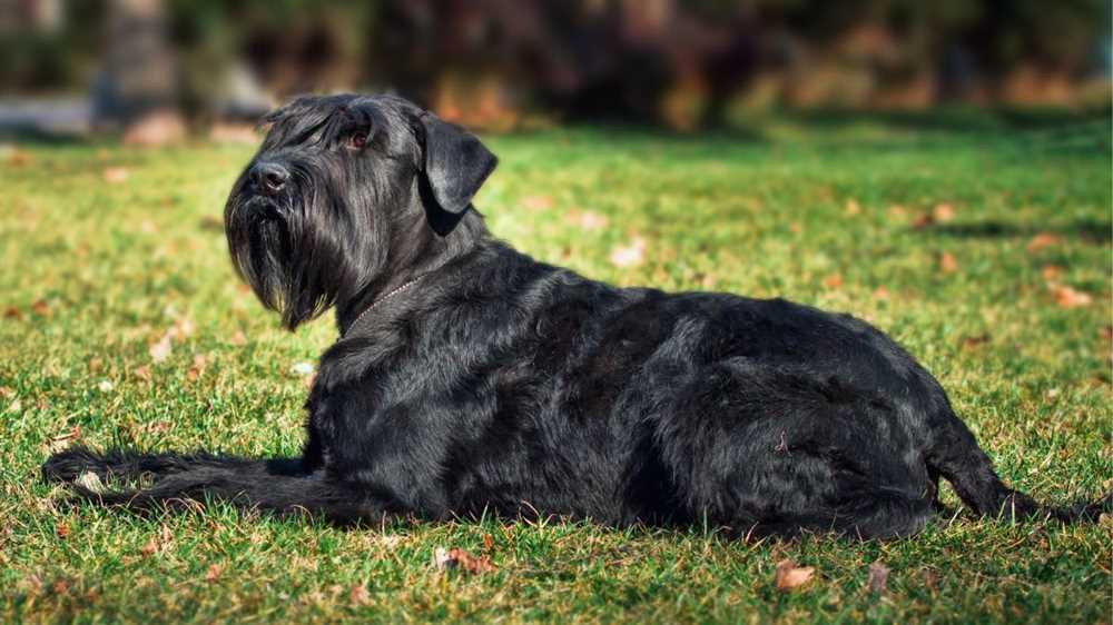 Unveiling the Fascinating History and Origins of the Standard Schnauzer