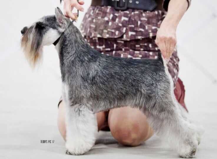 Exploring the history and origins of the Standard Schnauzer through captivating pictures