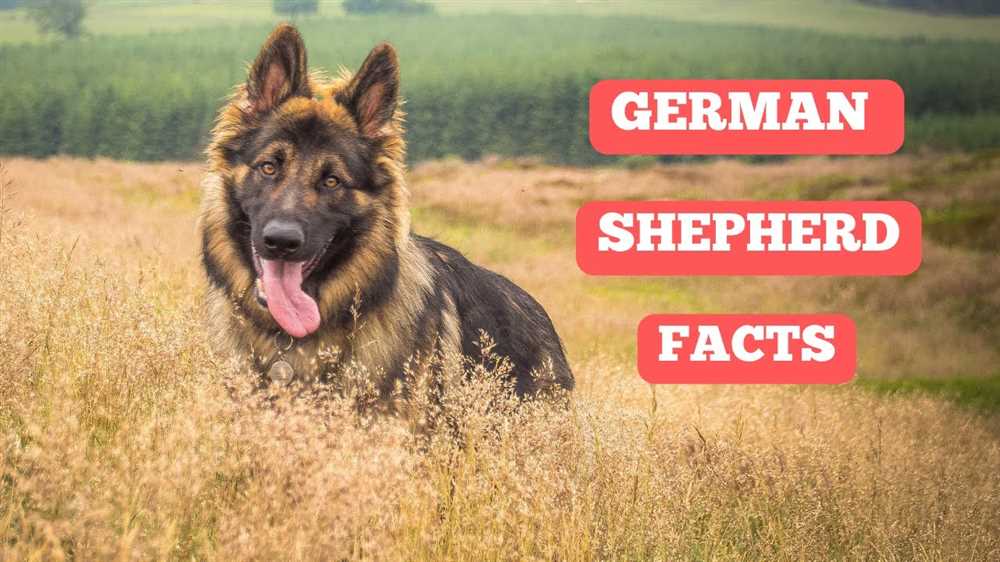 Origin and History of the German Shepherd