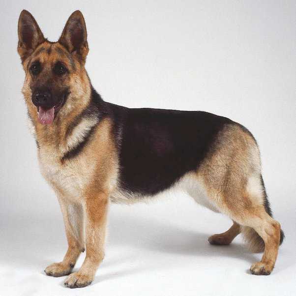 Exploring the iconic German Shepherd: A visual journey through this majestic breed