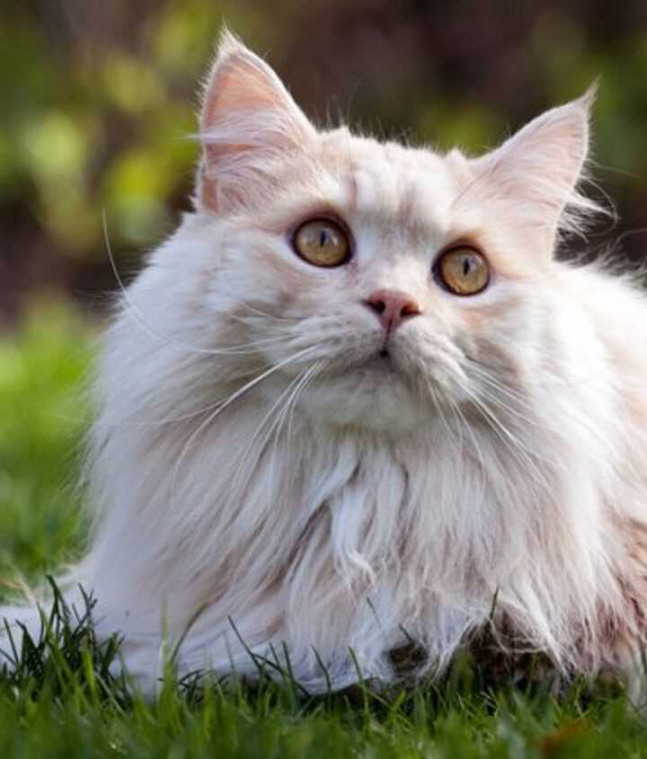 Discovering the Manx Cat Breed