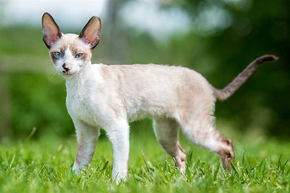 Uncovering the Evolution of the Cornish Rex Breed
