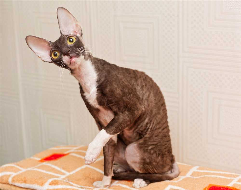 Exploring the Origins and History of the Cornish Rex Cat