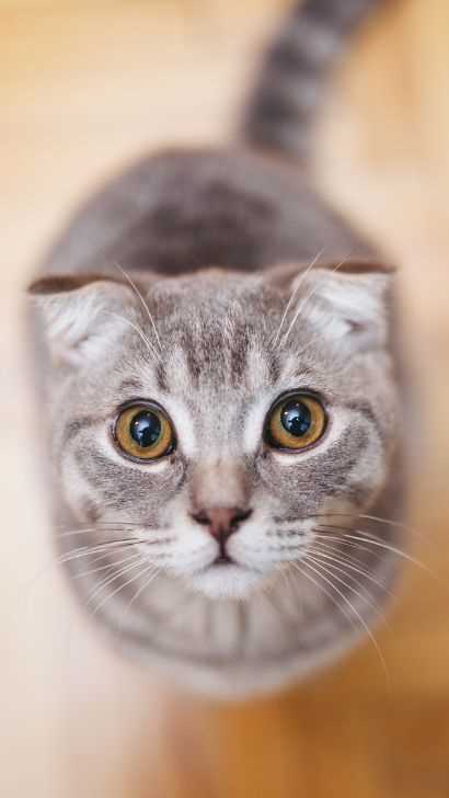 Investigating the Origins and Evolution of the Scottish Fold