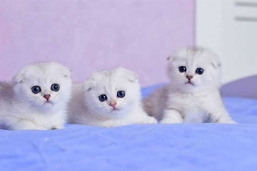 Exploring the Origins and History of the Scottish Fold