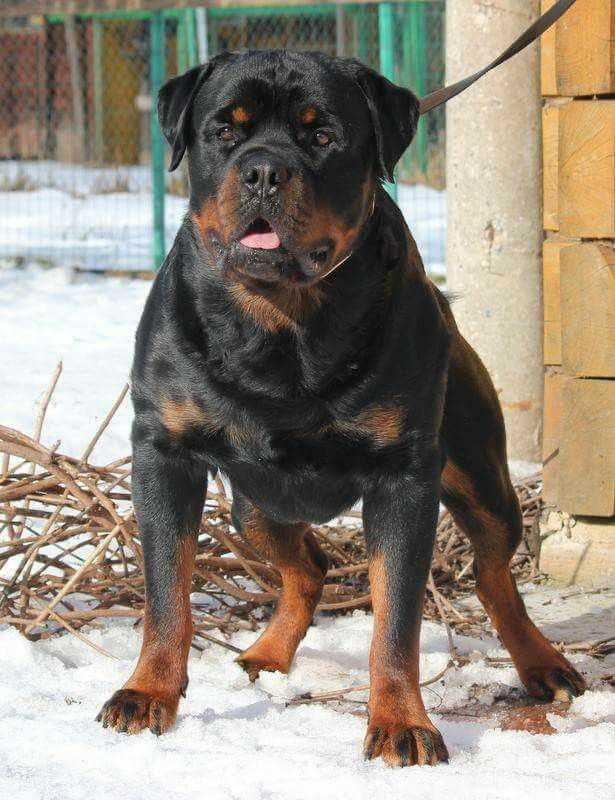 Unveiling the Rottweiler Breed Through Captivating Photography