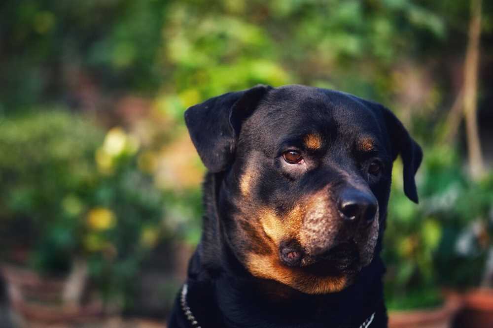 Exploring the Rottweiler Breed Through Stunning Photography