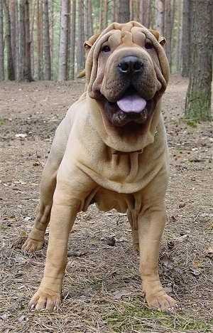 The Chinese Shar-Pei: A Unique Canine