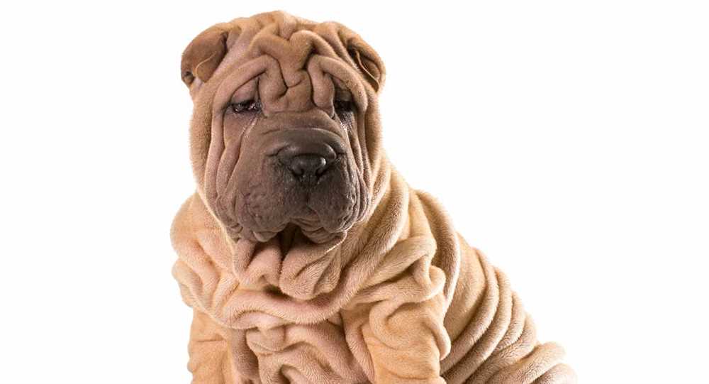 Exploring the Temperament and Personality Traits of the Chinese Shar-Pei Dog Breed