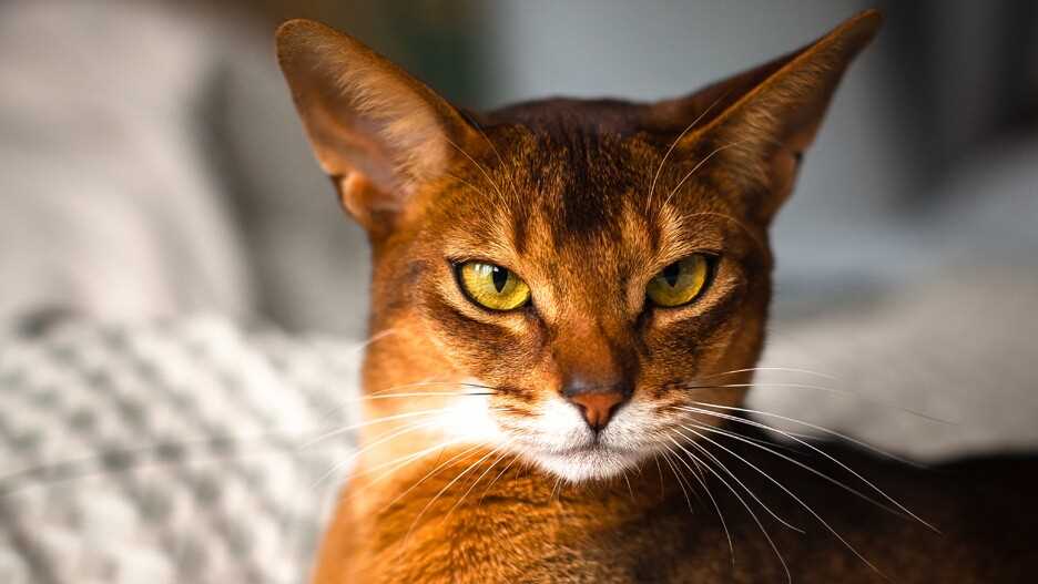 Exploring the Unique Appearance and Features of Abyssinian Cats