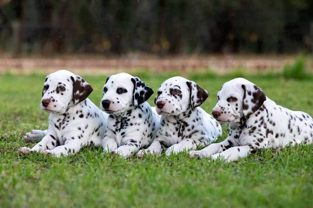 Capturing the Distinctive Beauty of Dalmatian Dogs