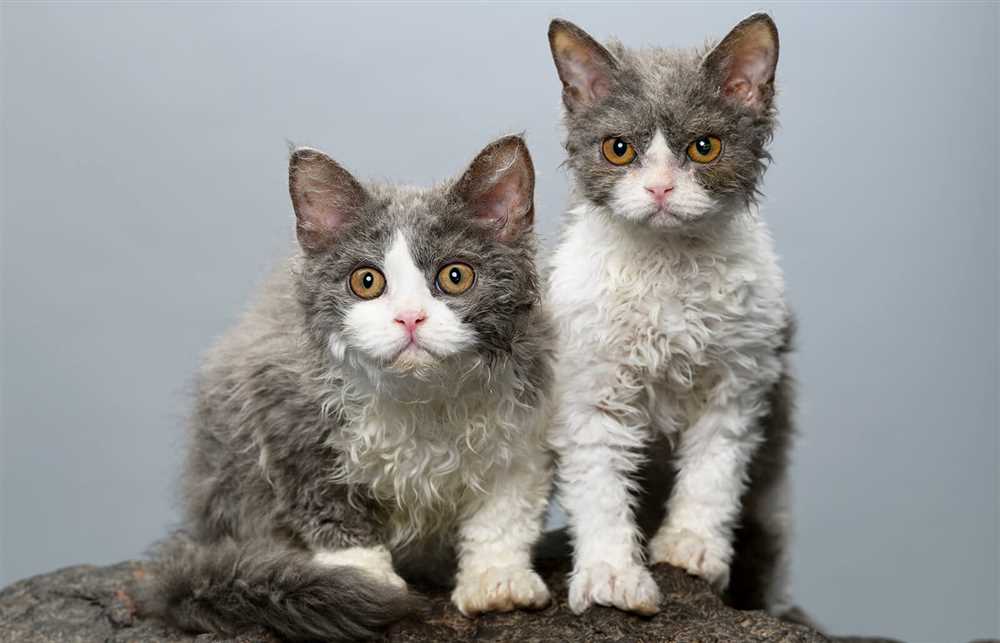 A Special Picture of Selkirk Rex