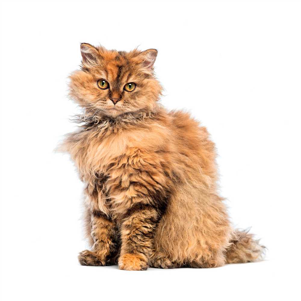 Exploring the Unique Appearance of Selkirk Rex: A Fascinating Cat Breed Picture