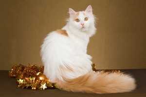 Discovering the Distinctive Features of the Turkish Van