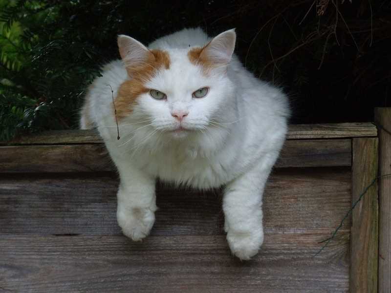 Exploring the Unique Features of the Turkish Van Cat Breed Through Pictures