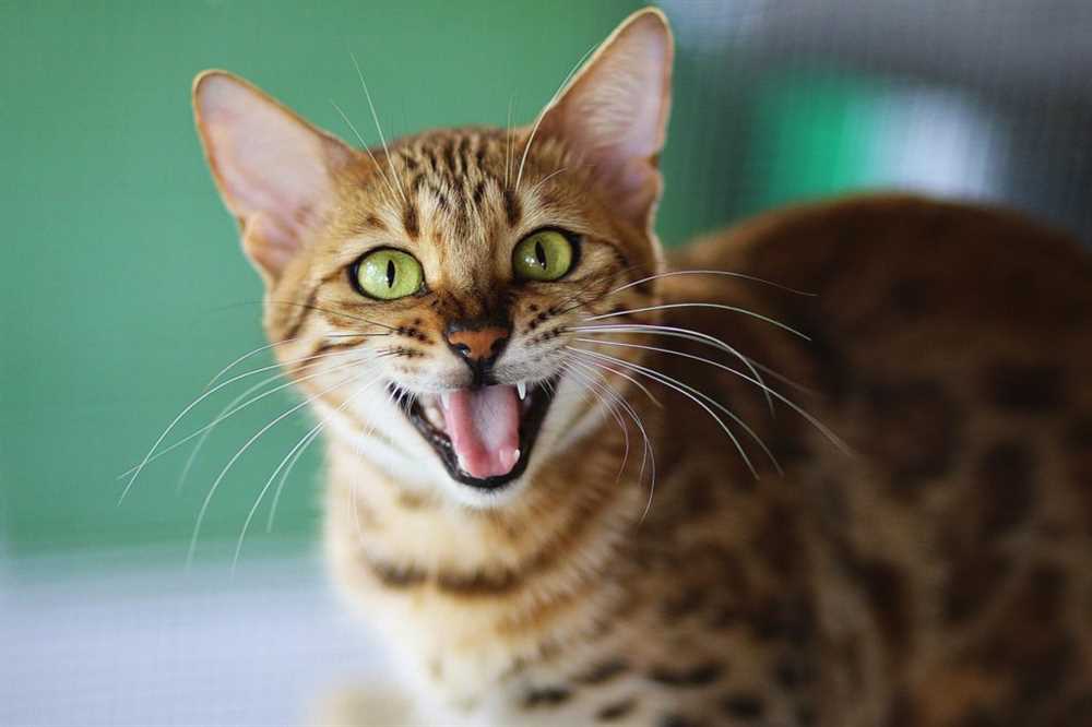 The Distinctive Personality of Bengal Cats