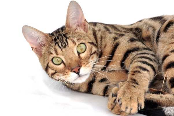 Exploring the Individuality of Bengal Cats