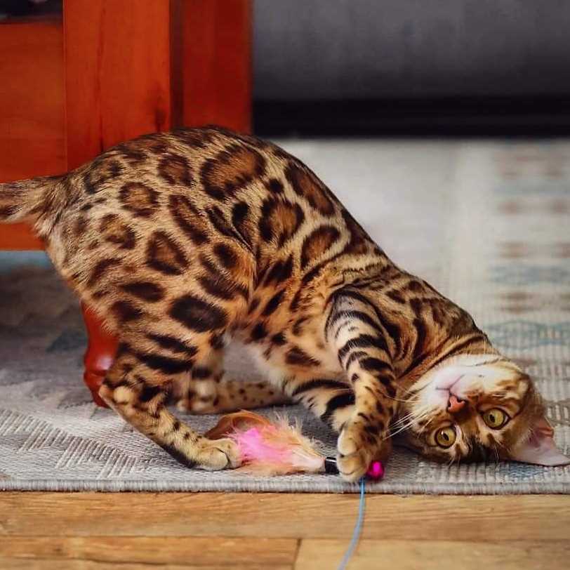 Exploring the Unique Personality Traits of Bengal Cats