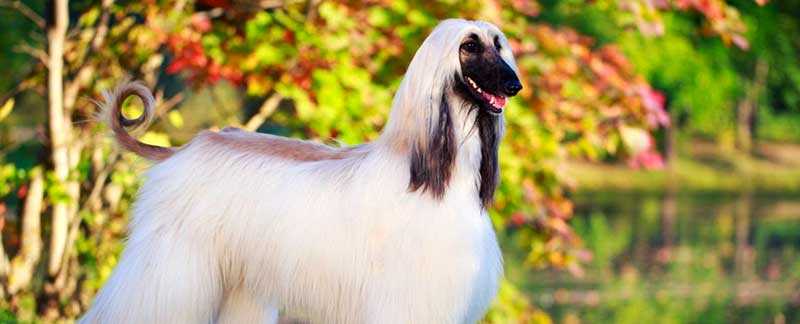 The Elegant Build of the Afghan Hound
