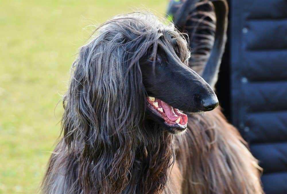 Exploring the Unique Physical Characteristics of the Afghan Hound