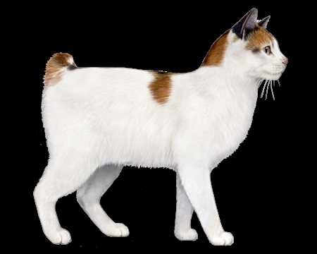 Origin and History of the Japanese Bobtail Breed