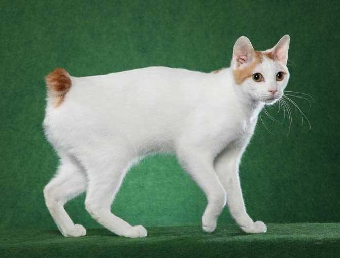 Fascinating Facts About the Japanese Bobtail: A Symbol of Good Luck