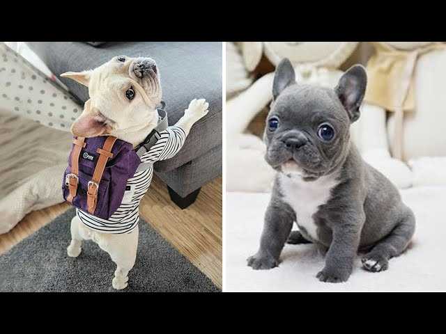 The Charm of French Bulldogs: Adorable Companion Dogs with a Unique Personality