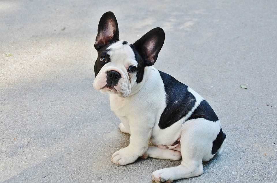 French Bulldogs: Unique Appearance and Personality