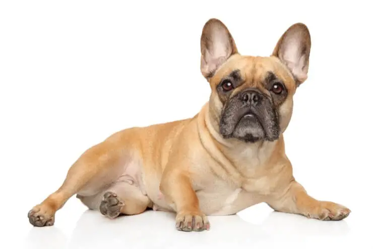 French Bulldogs in focus: A photo essay revealing the beauty and personality of the beloved breed