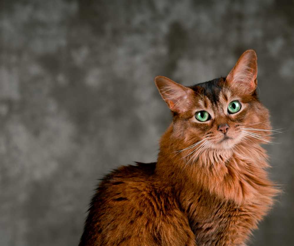 From Abyssinian Ancestors to Majestic Pets: Exploring the Somali Cat Breed