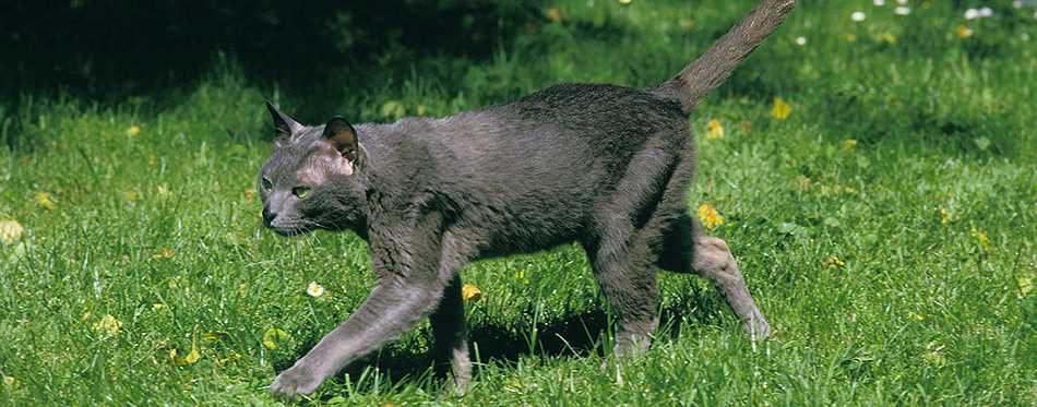 The Ancient Origins of the Korat Cat: From Siam to Your Home