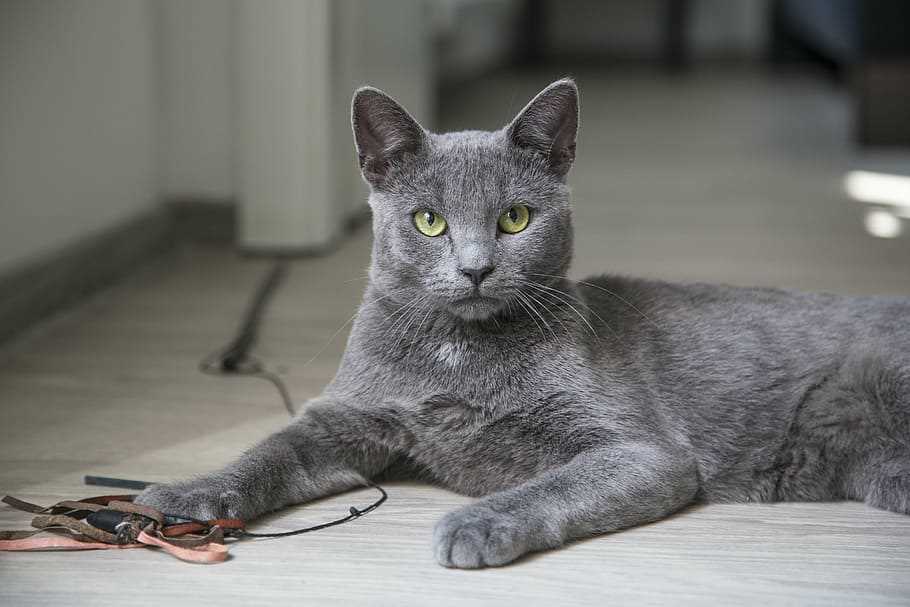 From Ancient Thailand to Your Home: The Fascinating Story of the Korat Cat Breed
