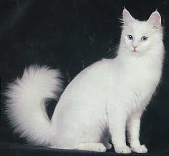 Exploring the International Appeal of the Turkish Angora