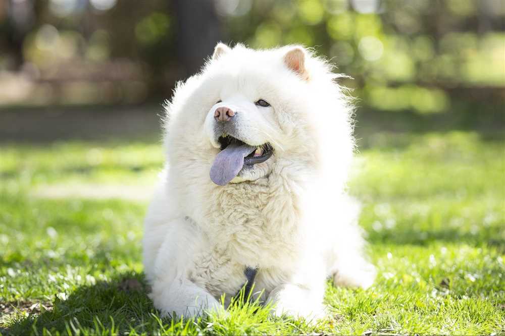 Capturing the Evolution of the Chow Chow Dog Breed: From Silky Mane to Noble Grace