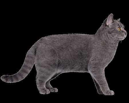 The Life Cycle of British Shorthair Cats: