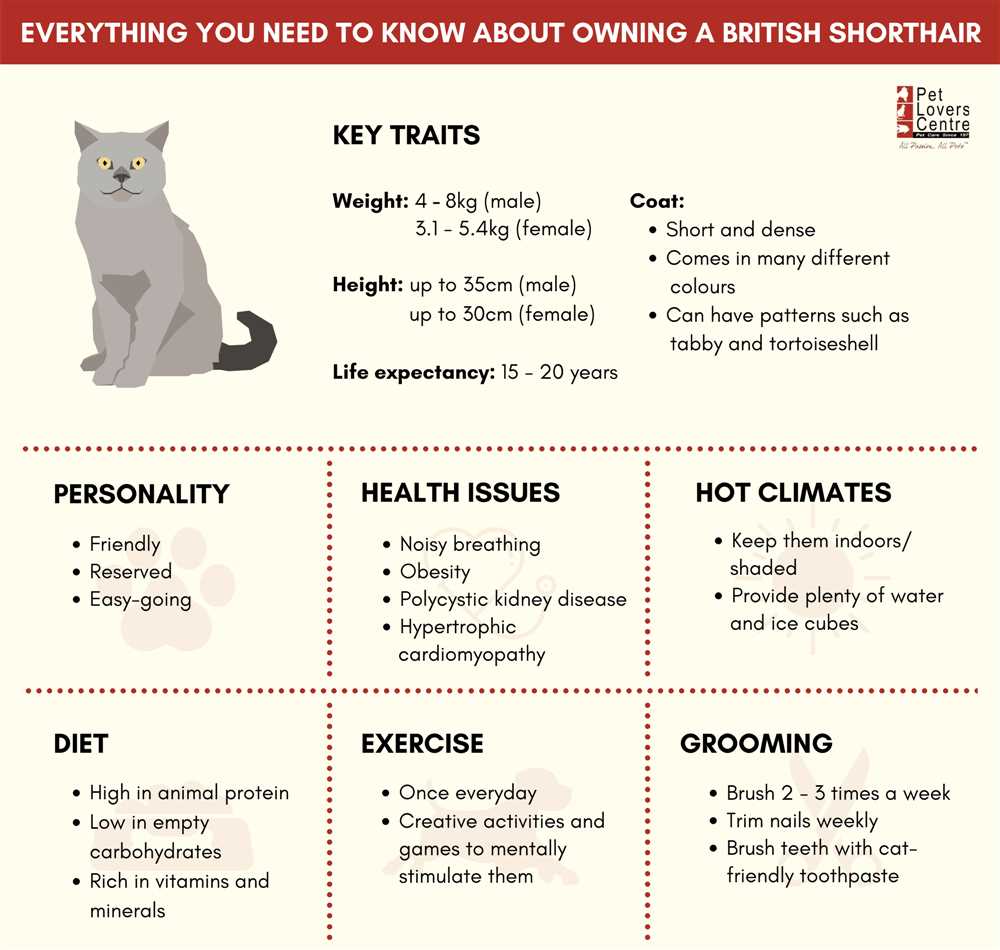 Exploring the Life Cycle and Maturation of British Shorthair Cats