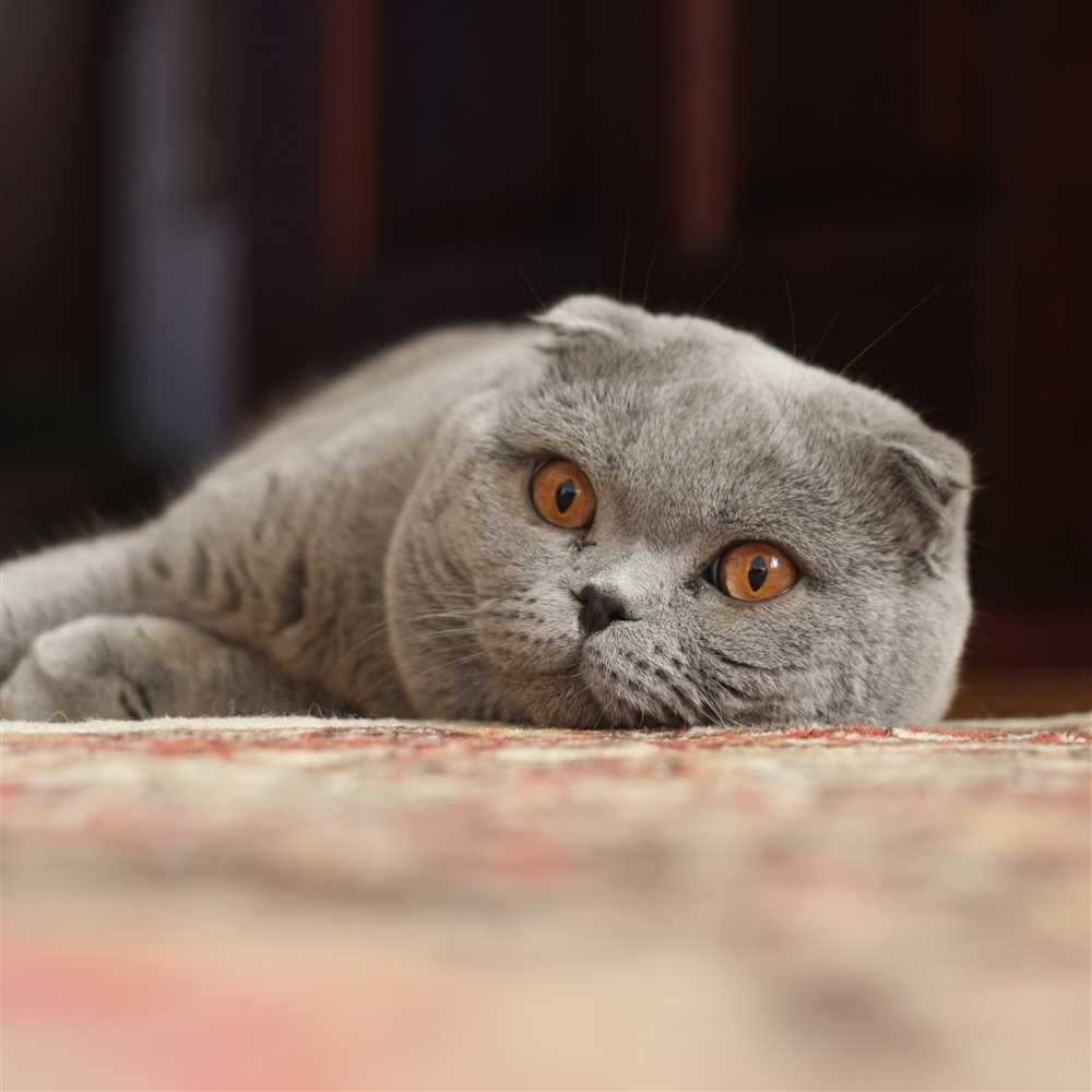 From Kittens to Adults: Understanding the Lifespan and Development of the British Shorthair