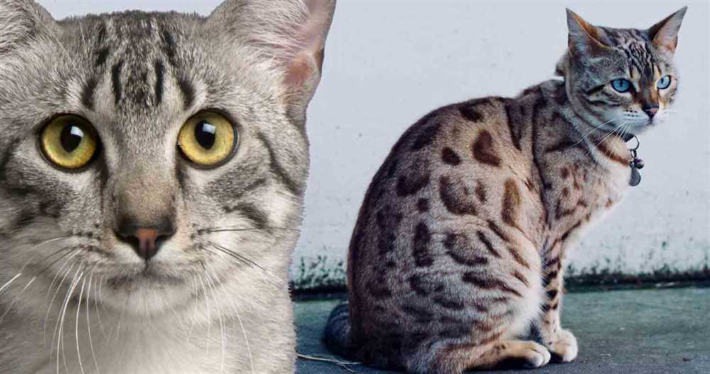 Ancient Origins: The Fascinating History of the Egyptian Mau Cat