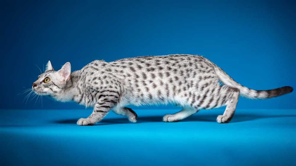 From Pharaohs to Present Day: How the Egyptian Mau Cat Has Captivated Hearts Through the Centuries