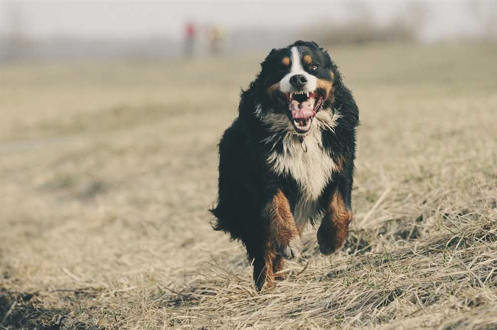Understanding the Life Stages of Your Bernese Mountain Dog
