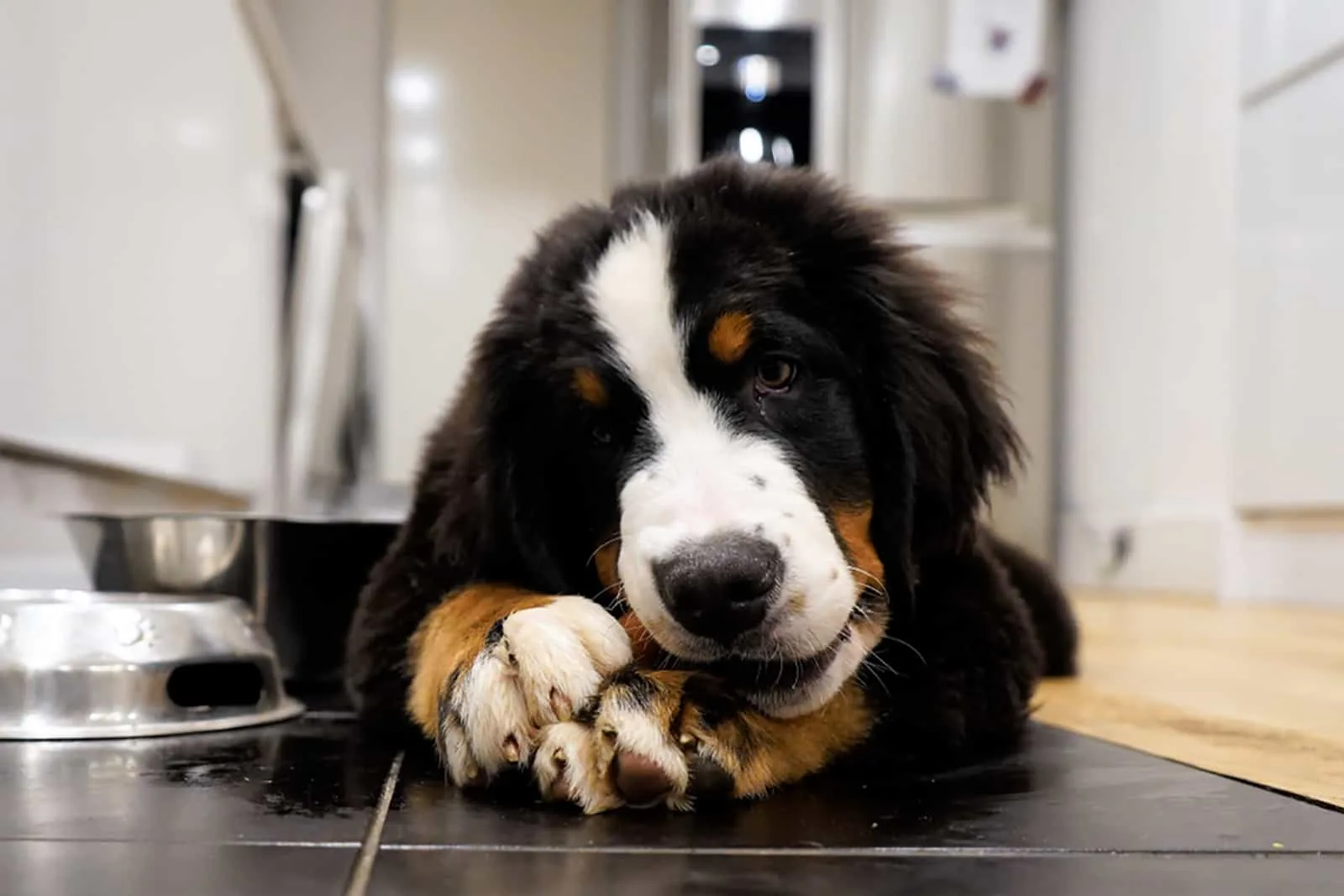 From Puppies to Seniors: Caring for Your Bernese Mountain Dog at Every Life Stage