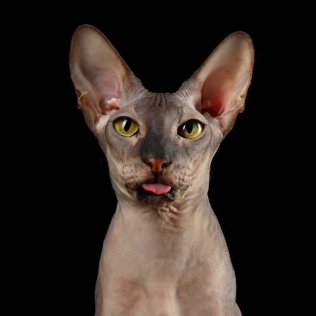 Origins and History of the Peterbald Cat Breed: A Russian Love Story