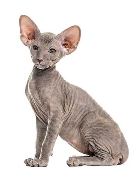 Exploring the Evolution of the Peterbald