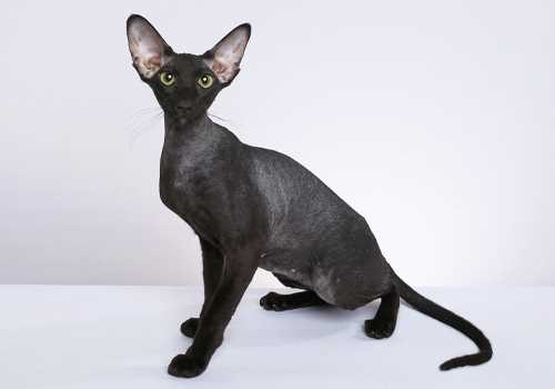 The Russian Affair of the Peterbald Breed