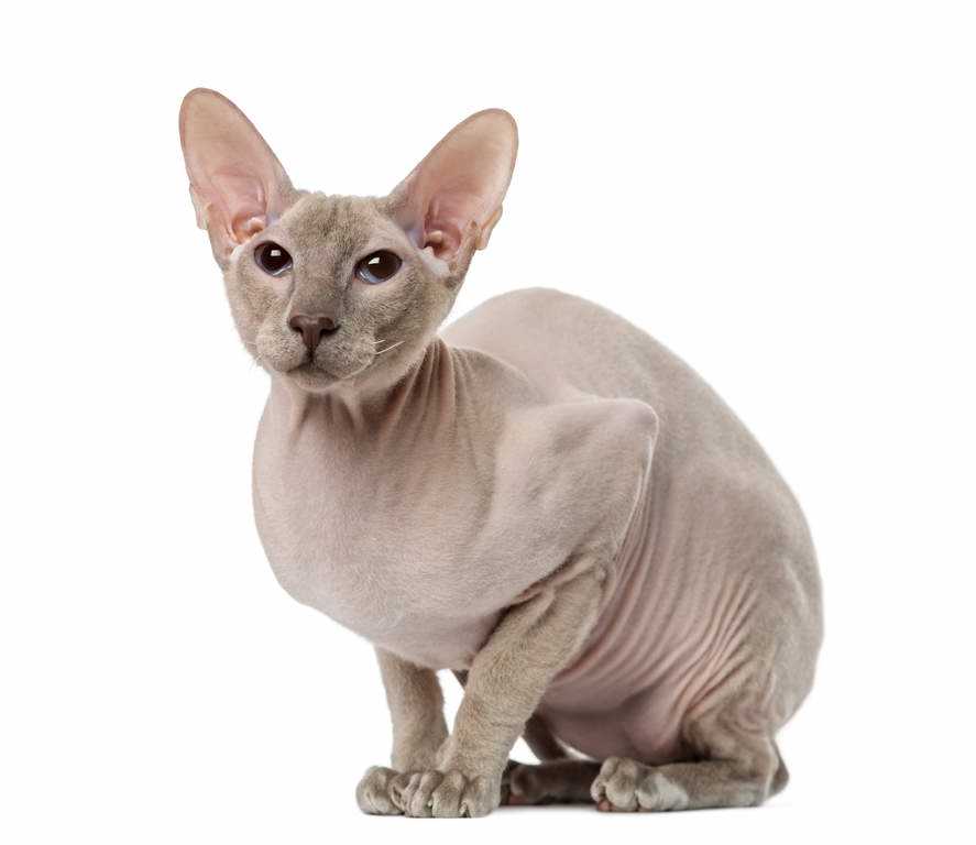From Russia With Love: The Origins and History of the Peterbald Cat Breed
