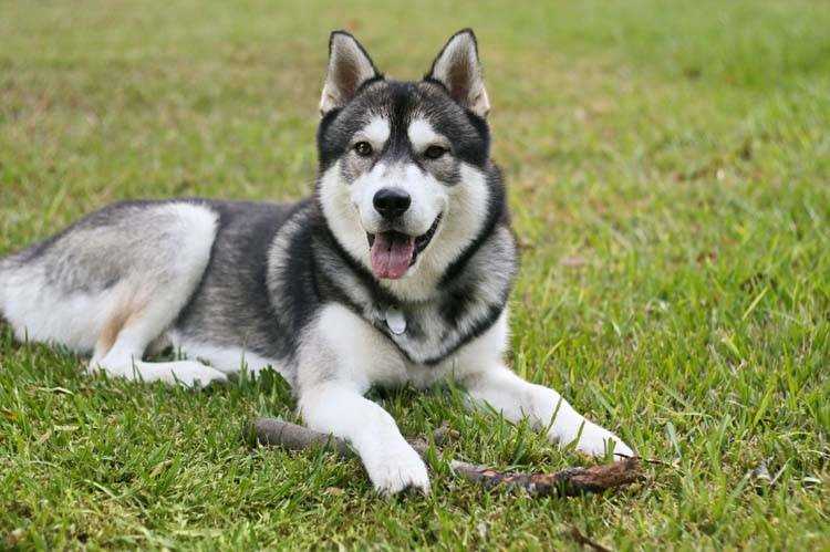 From Working Dogs to Beloved Pets: The Transformation of the Siberian Husky