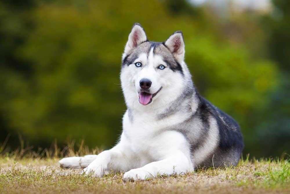 From Sled Dogs to Loving Companions: The Evolution of the Siberian Husky
