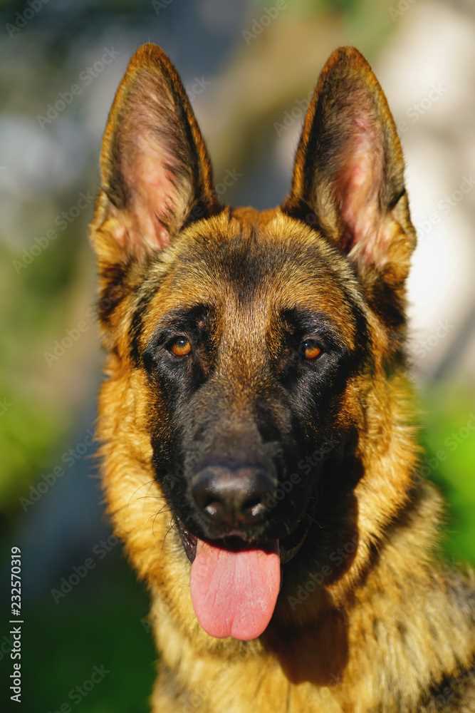 From striking portraits to action shots: A visual tribute to the German Shepherd dog breed